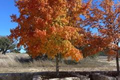 2022-Maples-11.28.22_2172FAV-2