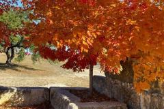 BTM_2020-Maples-11.10.20-LG_3608-FAV