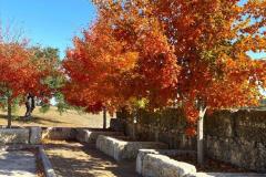 BTM_2020-Maples-LG_3595-FAV