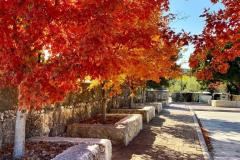 BTM_2020-Maples-LG_3596-FAV