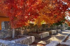 BTM_2020-Maples-LG_3606-FAV