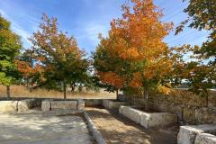 BTM_2021-Maples-11.22.21_8681FAV