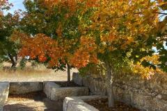 BTM_2021-Maples-11.22.21_8682FAV
