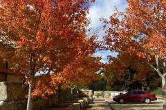 Maples-2022-11.26.22_2123FAV-2