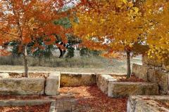 Maples-bottom-2022-11.26.22_2126FAV-2