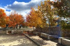 Maples-bottom-2022-11.26.22_2131FAV-2